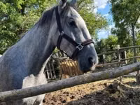 Mare, Lipizzaner — photo 1