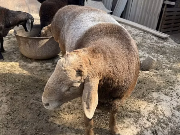 Ram, Arashan sheep