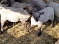 भेड़, Shroshire sheep — फ़ोटो 1