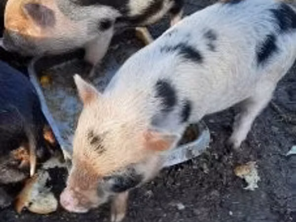 Boar, 