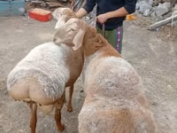 Ram, Arashan sheep — photo 6