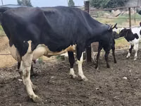 بقرة, Russian Black pied cattle — الصورة 1