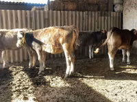 Cow, Swiss cattle — photo 6