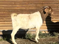 Cabra, Toggenburg goat — foto 4
