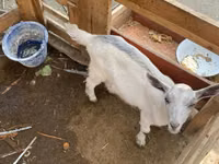 बकरी, Fergana goat — फ़ोटो 2