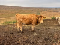 Cow, Simmental cattle — photo 1