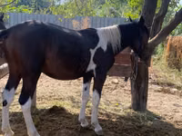 Mare, Horses — photo 4