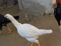 Chickens — Foto 5