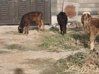 ثور, الماشية — الصورة 3