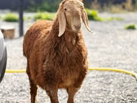 Carnero, Hissar sheep — foto 2