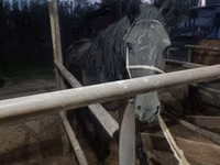 فرس, Budyonny horse — الصورة 6