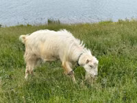 Ziegenbock, LaMancha goats — Foto 5