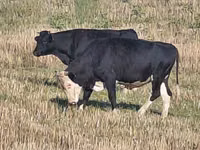 Toro, Raza Holstein — foto 2