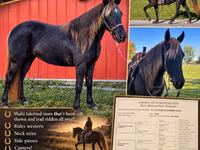 Yegua, Rocky Mountain Horse — foto 1