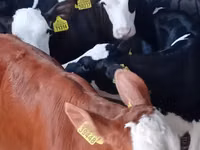 ثور, Simmental cattle — الصورة 2