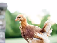 Gallinas Shamo — foto 2