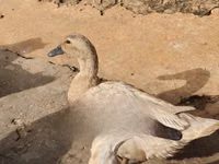ساكسوني — الصورة 2