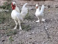 Chickens — الصورة 1