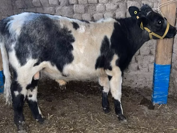 Bulle, Belgische Blauwe