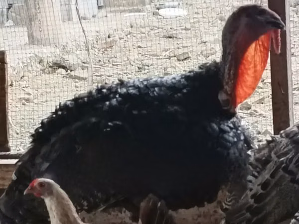 Turkeys
