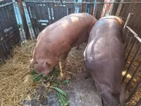 मादा सूअर, सूअर — फ़ोटो 5