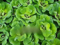 Apex Water Letuce, for Catfish , Pigs, Ducks, Ponds Abs Aquariums — photo 3
