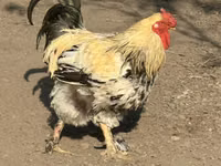 Czech Gold Brindled Hen — photo 1