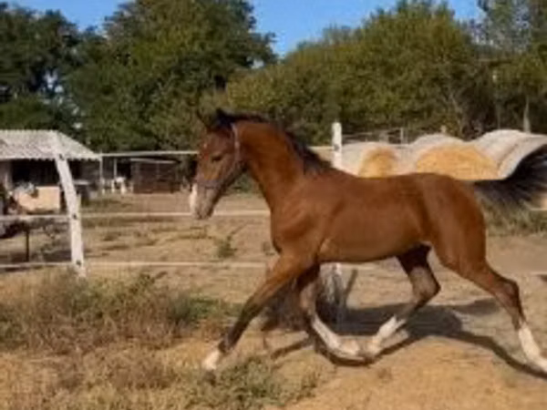 घोड़ा, Dutch warmblood horse