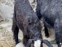 母山羊, Goats — 照片 5