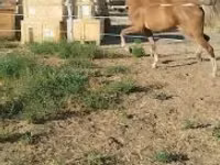 Stute, Dutch warmblood horse — Foto 6