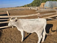 Kuh, Swiss cattle — Foto 5