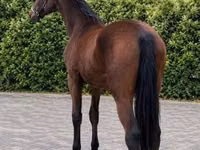 Caballo, Caballos — foto 6