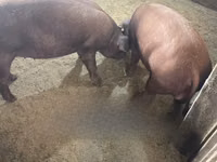 Pigs (batch, sex not specified) — photo 1