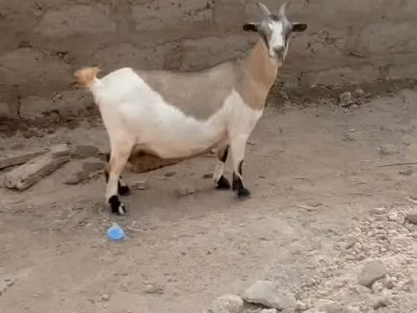 Goats (batch, sex not specified), Goats