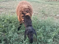 Ram, Sheep — photo 5