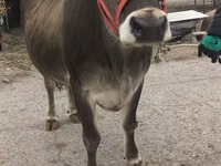 بقرة, Swiss cattle — الصورة 1