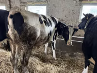 Cow, Russian Black pied cattle — photo 2
