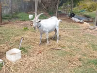 Goats (batch, sex not specified), Goats — photo 2