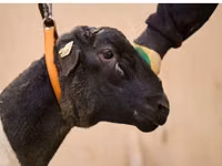 Carnero, Dorper sheep — foto 2