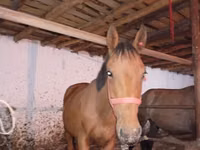 घोड़ा, Manipuri pony — फ़ोटो 5