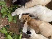 Sheep (batch, sex not specified), Sheep — photo 2