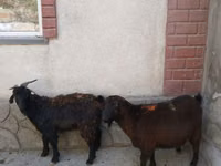 Goat, Goats — photo 1