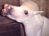 Yegua, Miniature horse — foto 7