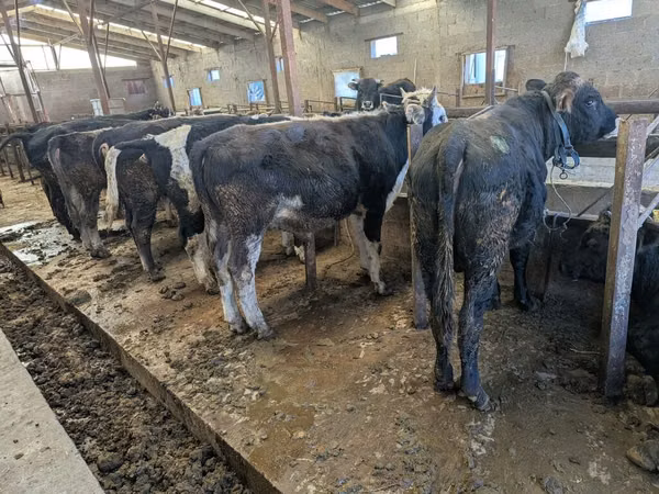 Bull, Karaku