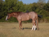 घोड़ा, Quarter Horse — फ़ोटो 1