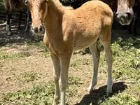 Hengst, Rocky Mountain Horse — Foto 4