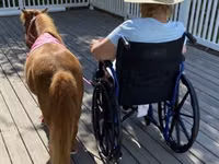 母马, Miniature horse — 照片 5