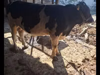 Toro, Red Estonian cattle — foto 3