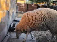 Sheep, Sheep — photo 1