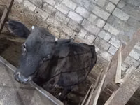 Cow, Cattle — photo 3